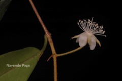 Meteoromyrtus wynaadensis